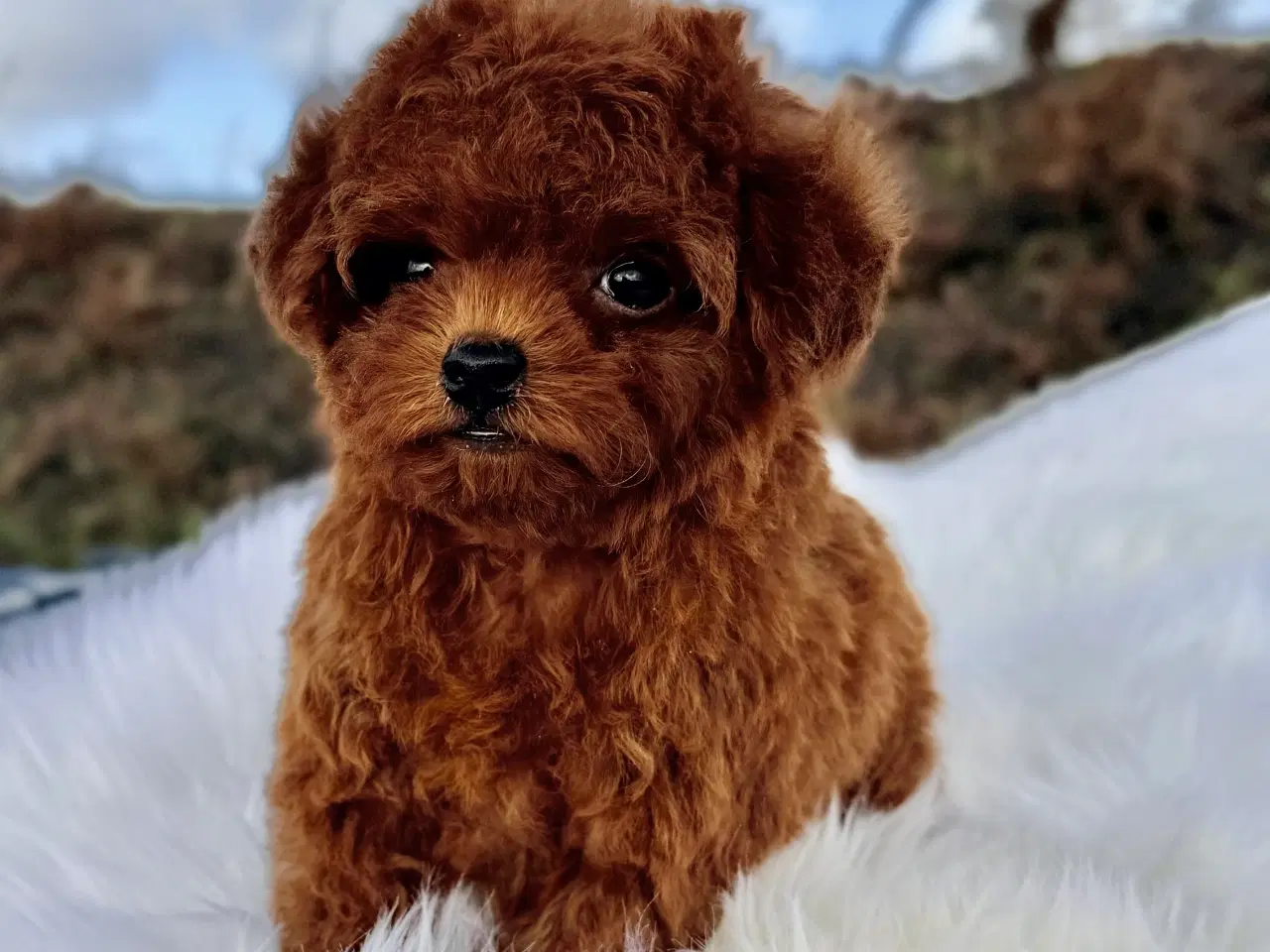 Billede 10 - Mahogni røde Pooton Drenge