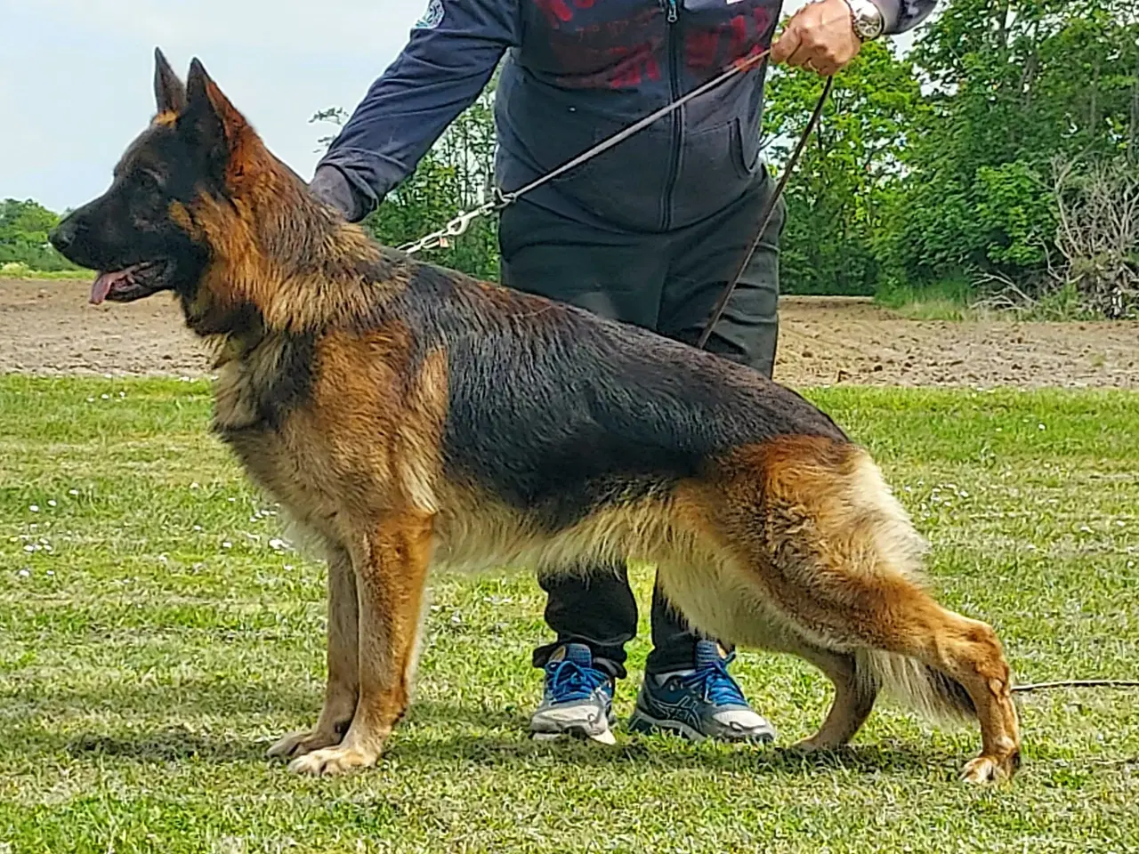 Billede 9 - Schæfer valp til påske 