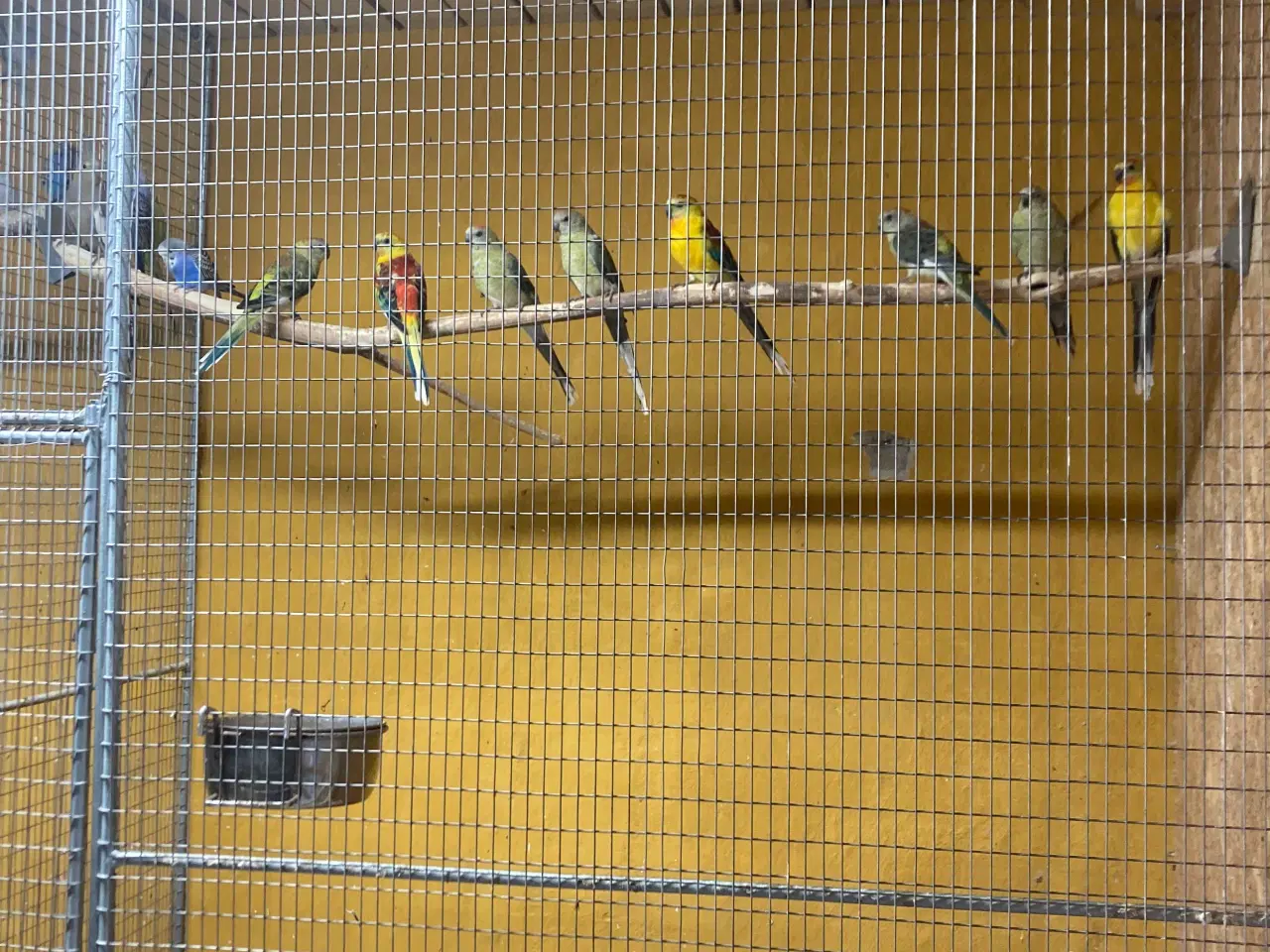 Billede 2 - Opaline sangparekitter 
