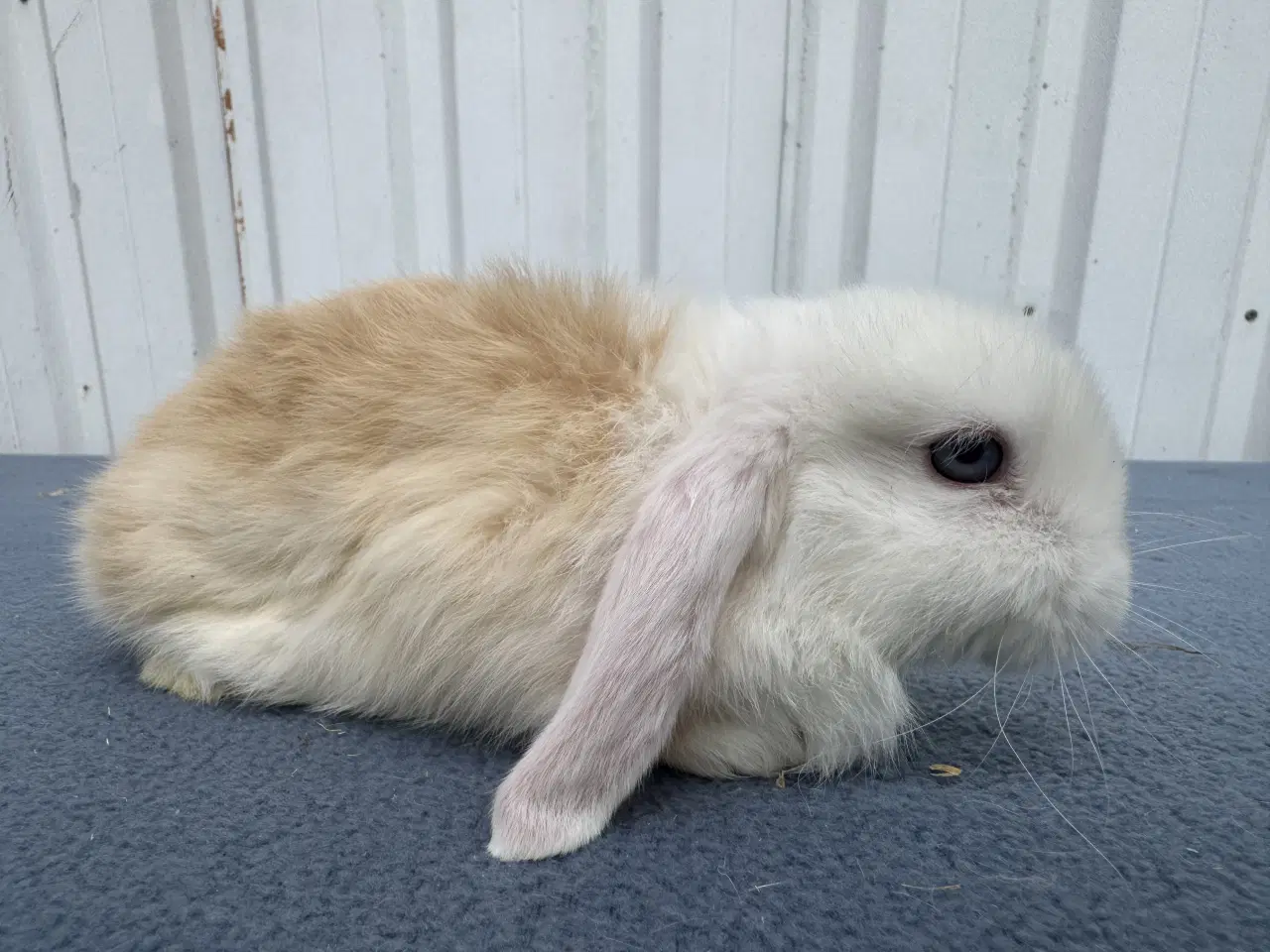 Billede 6 - Dværgvædder hunkanin