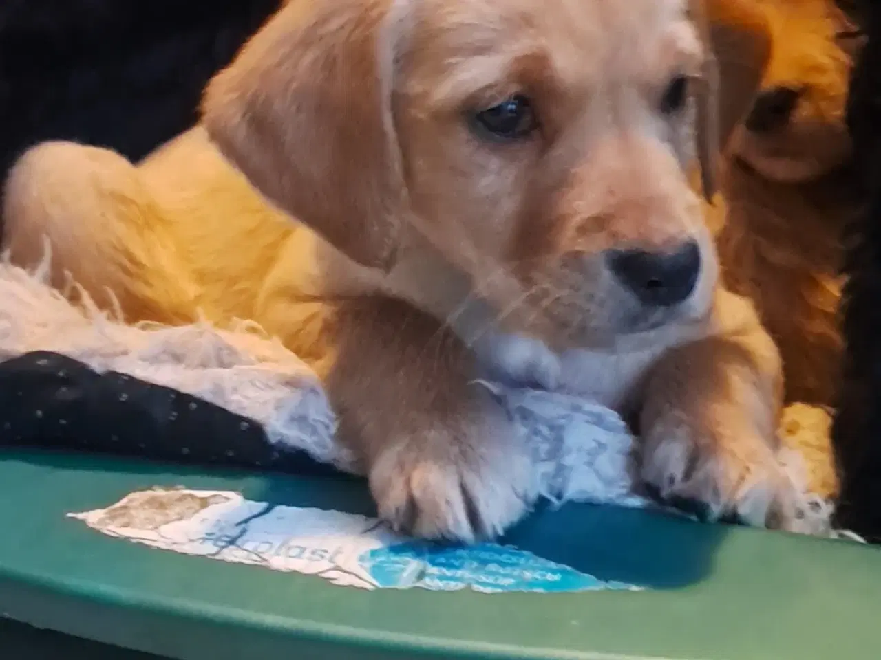 Billede 11 - De sødeste skønneste blandingshvalpe