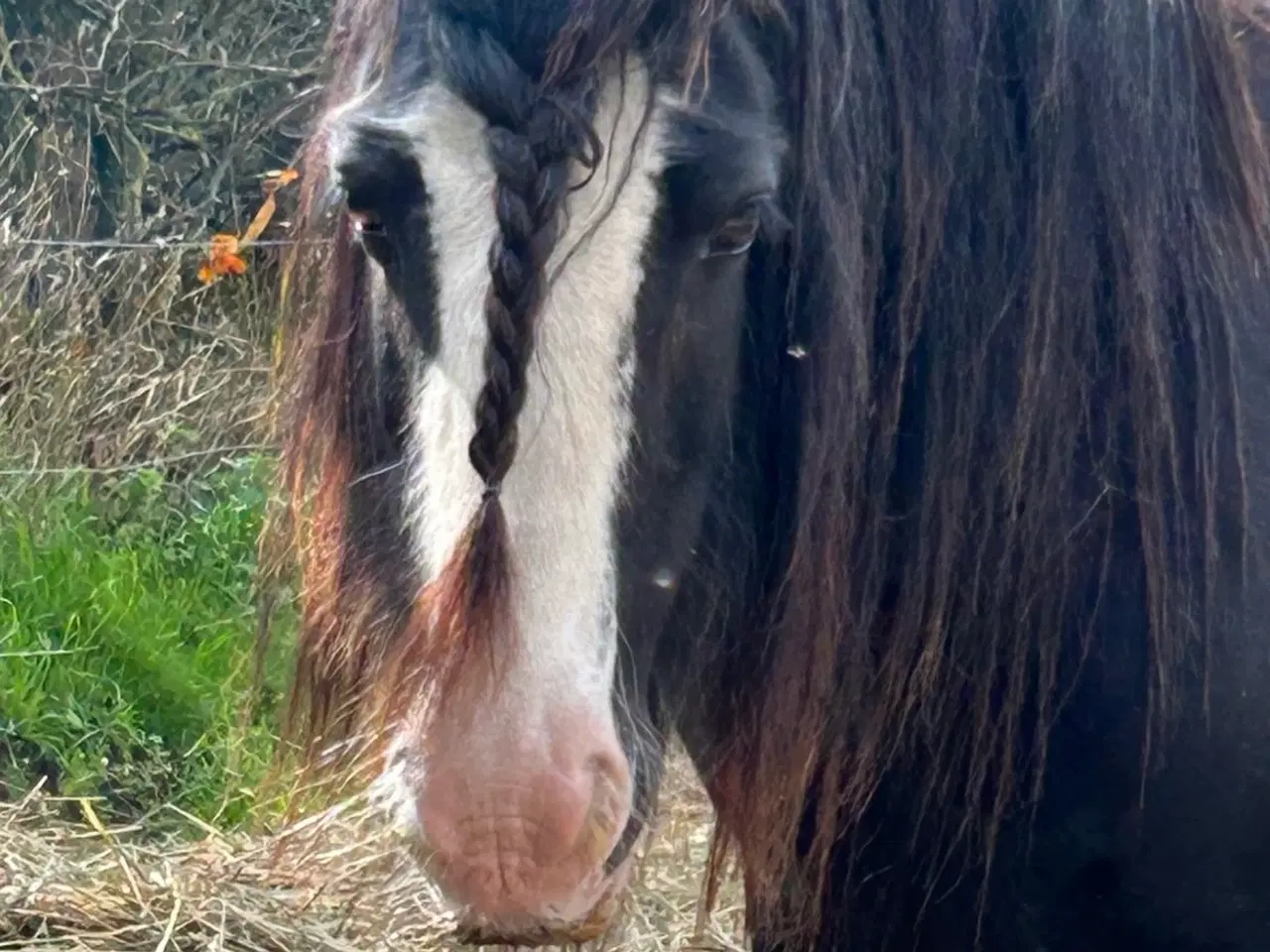 Billede 14 - Super skøn lille irish cob hoppe sælges 