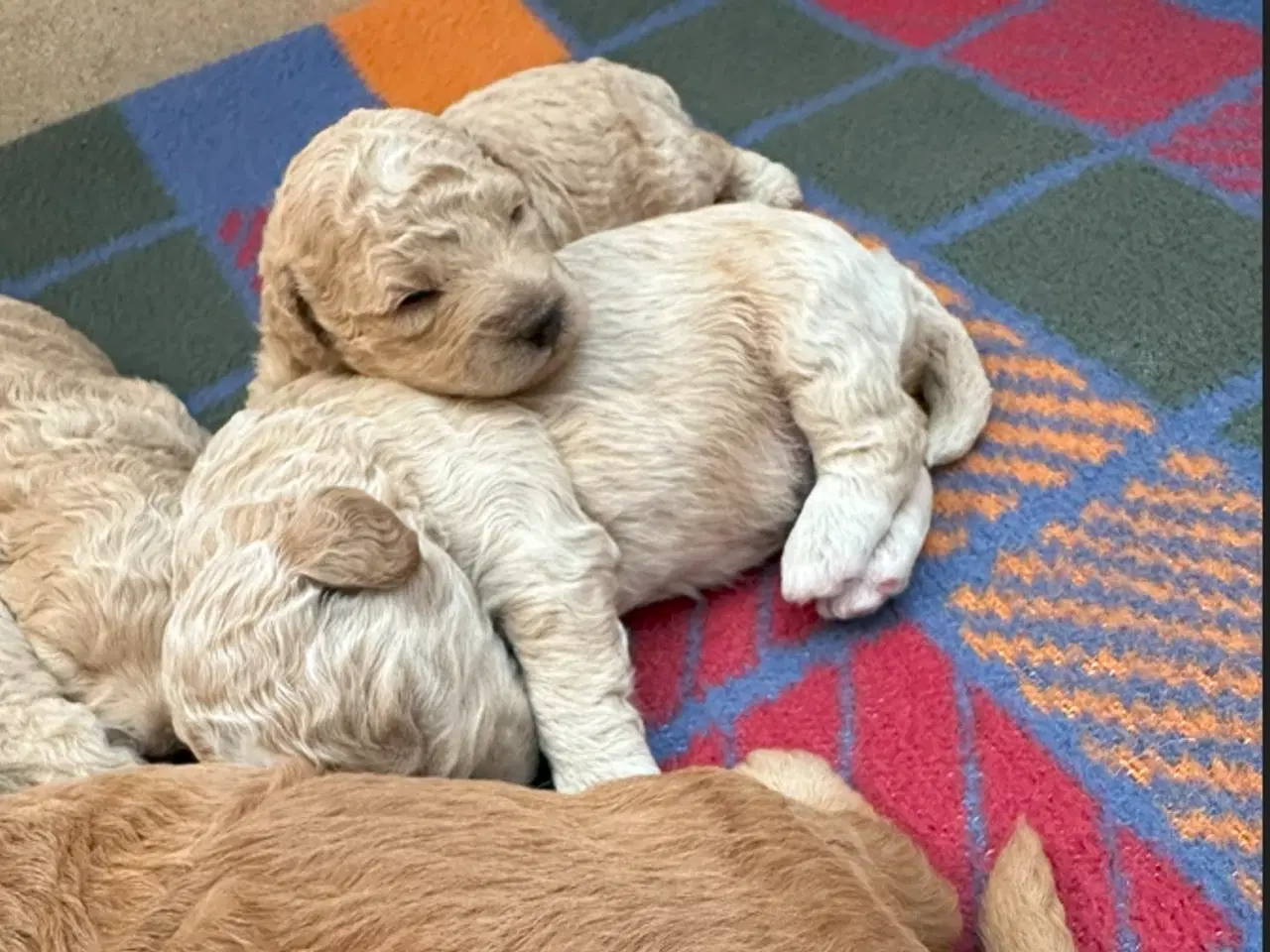 Billede 10 - 7 Skønne Golden Doodle hvalpe (F1B)