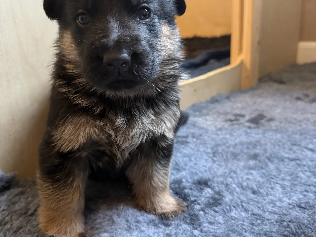 Billede 1 - Schæfer