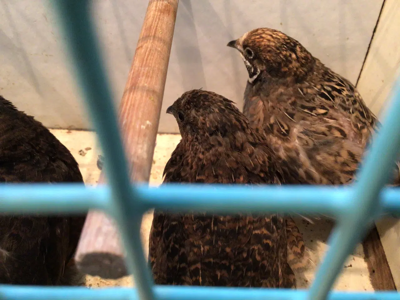 Billede 2 - Dværgvagtler