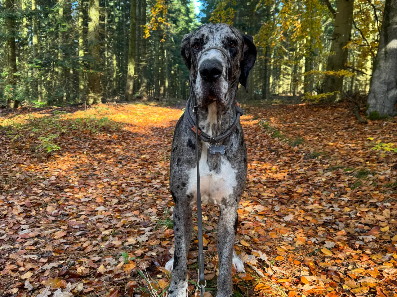 Billede 19 - Grand Danois hvalpe