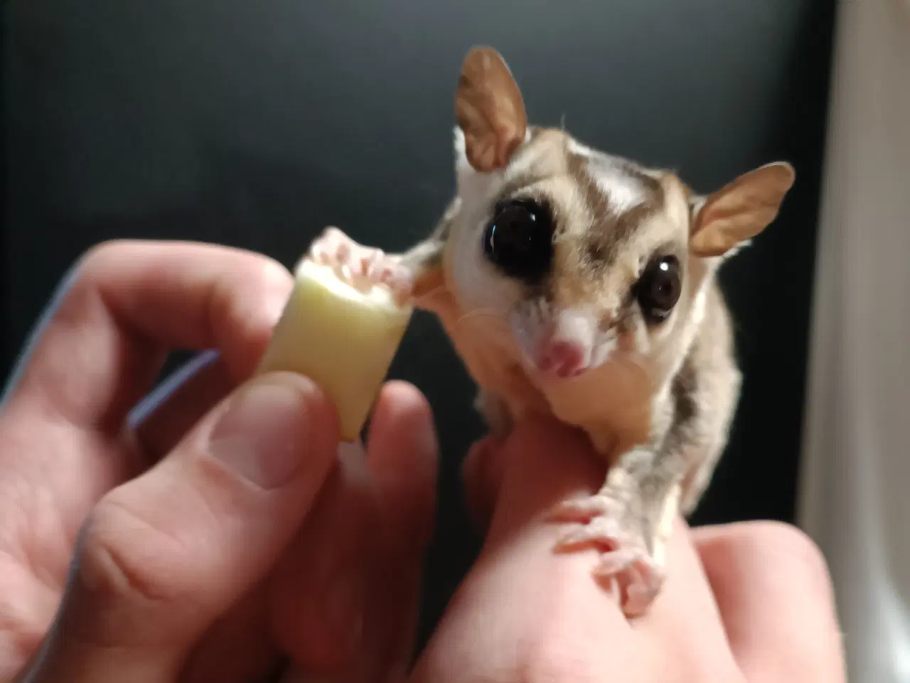 Billede 1 - Sugar glider - Haster BYD