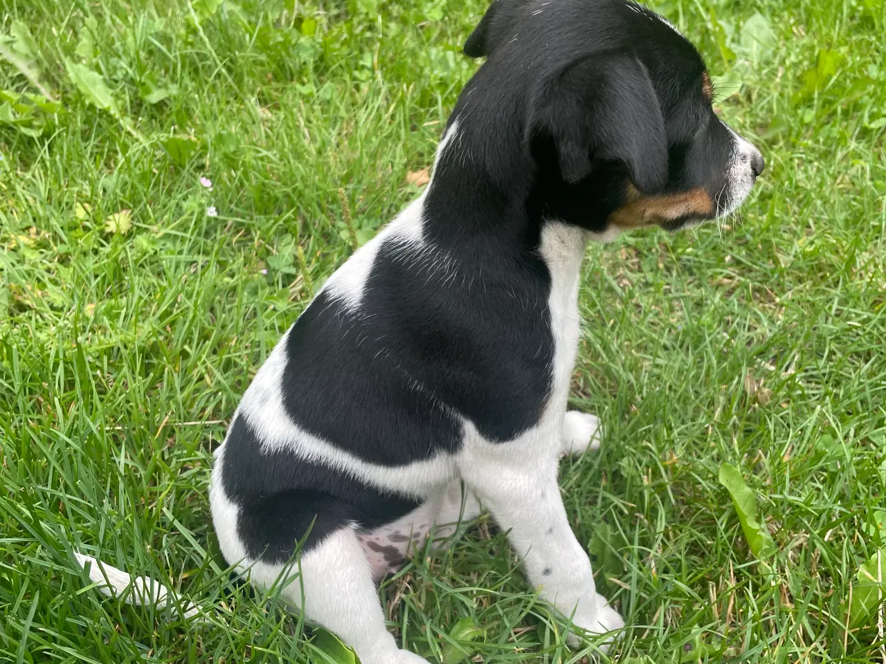 Billede 2 - Dansk svensk gårdhund hvalpe