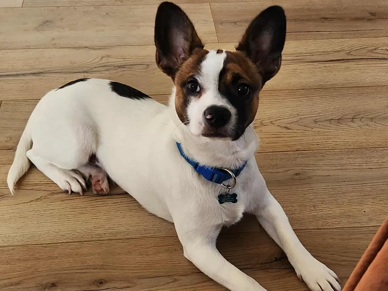 Billede 1 - Blandings hund sælges