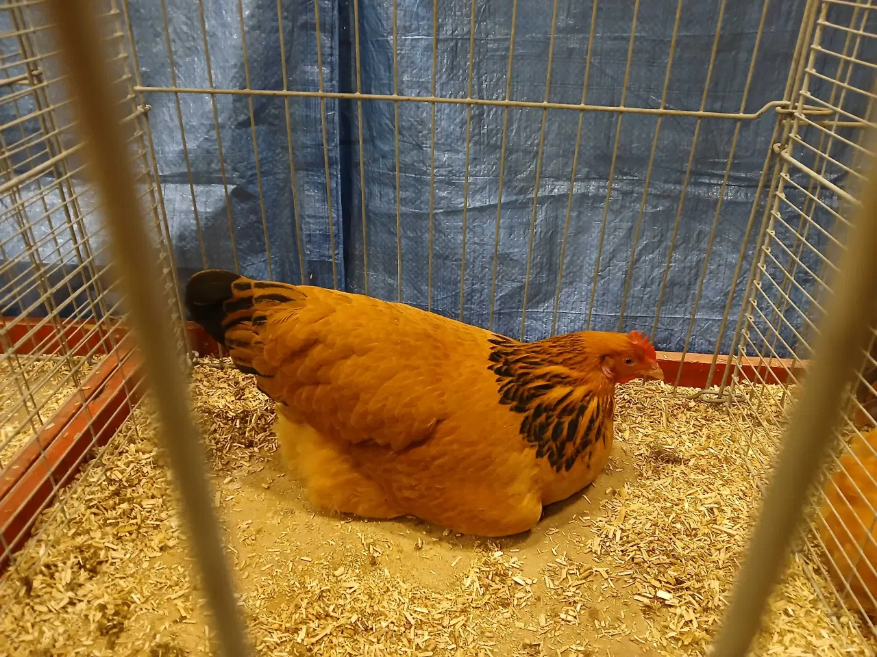 Billede 7 - Dværg Sussex, både høner og haner