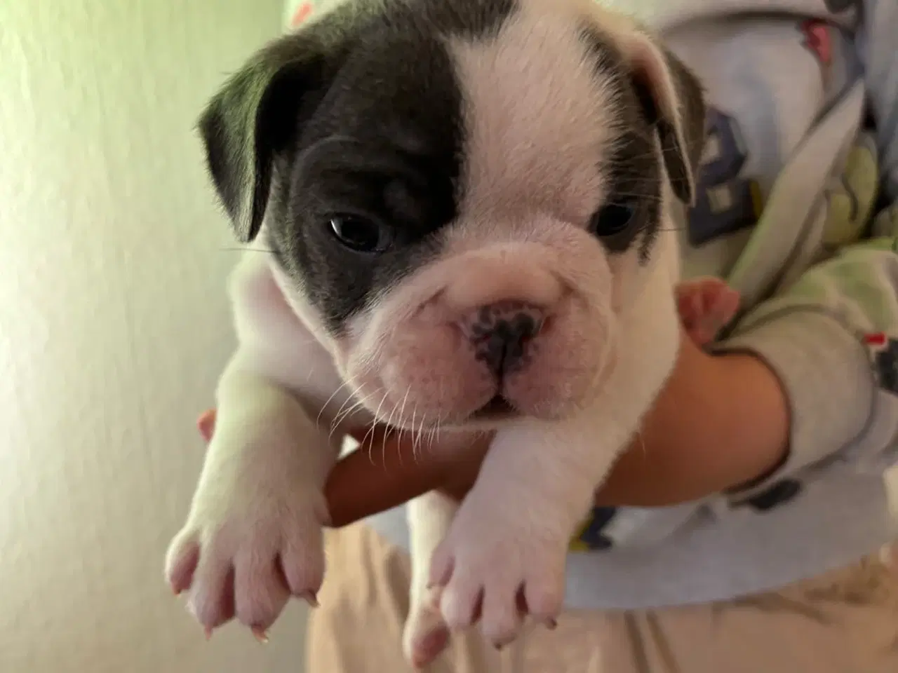 Billede 10 - Fransk Bulldog