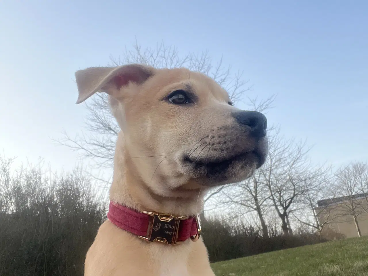 Billede 1 - skønne hvalpe søger nyt, kærligt hjem 🐶 