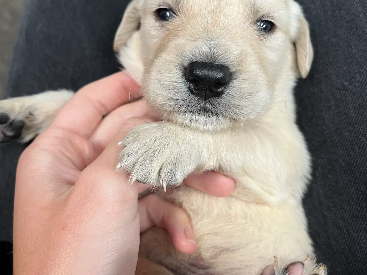 Billede 12 - Golden Retriever hvalpe