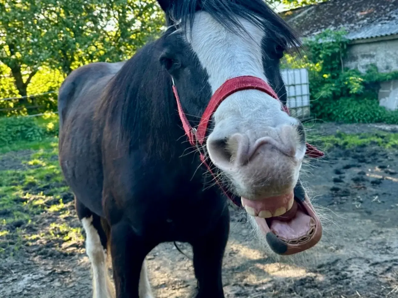 Billede 7 - Irish cob vallak 