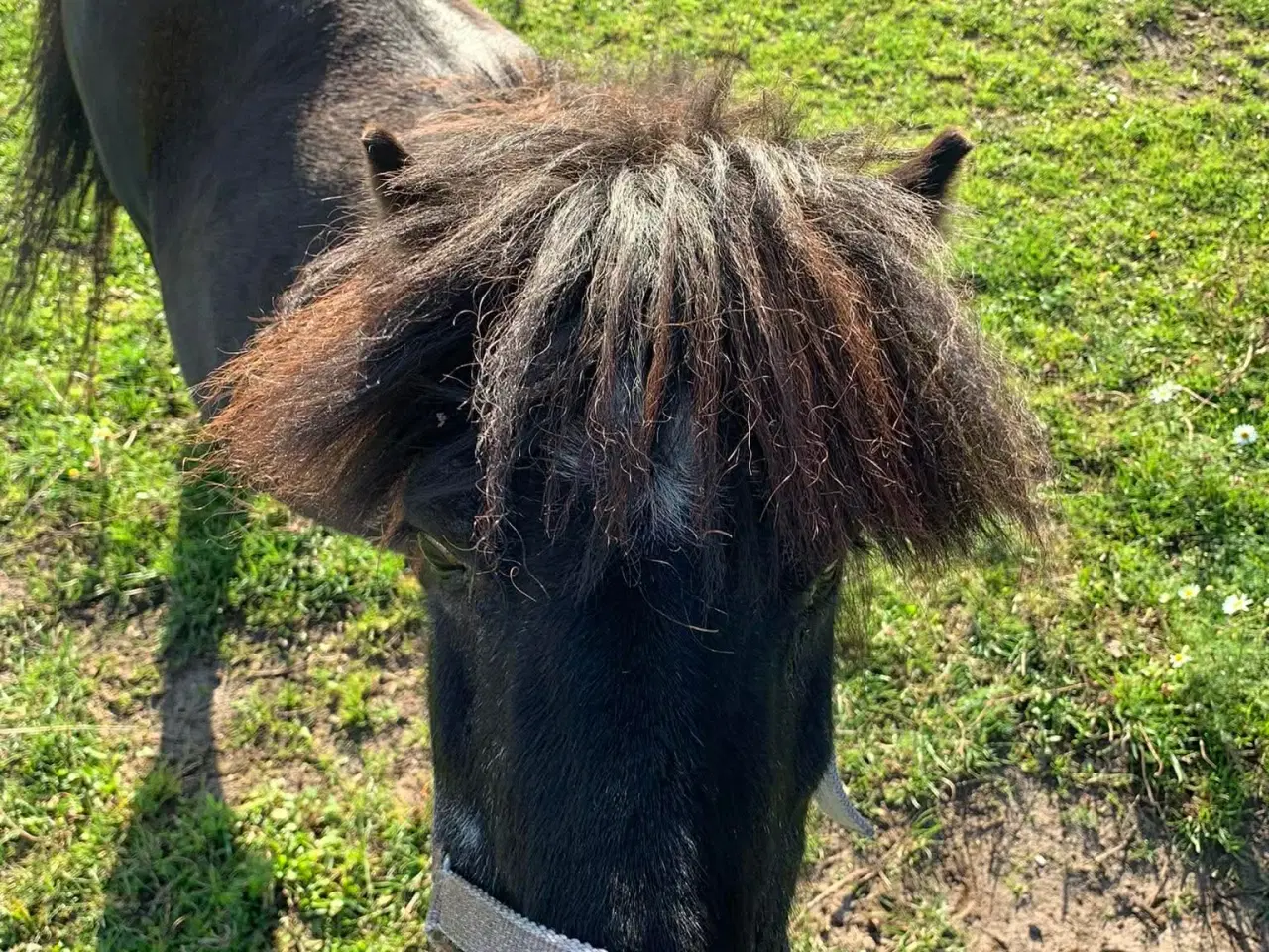 Billede 8 - Islænder + shetlandspony (reserveret) 