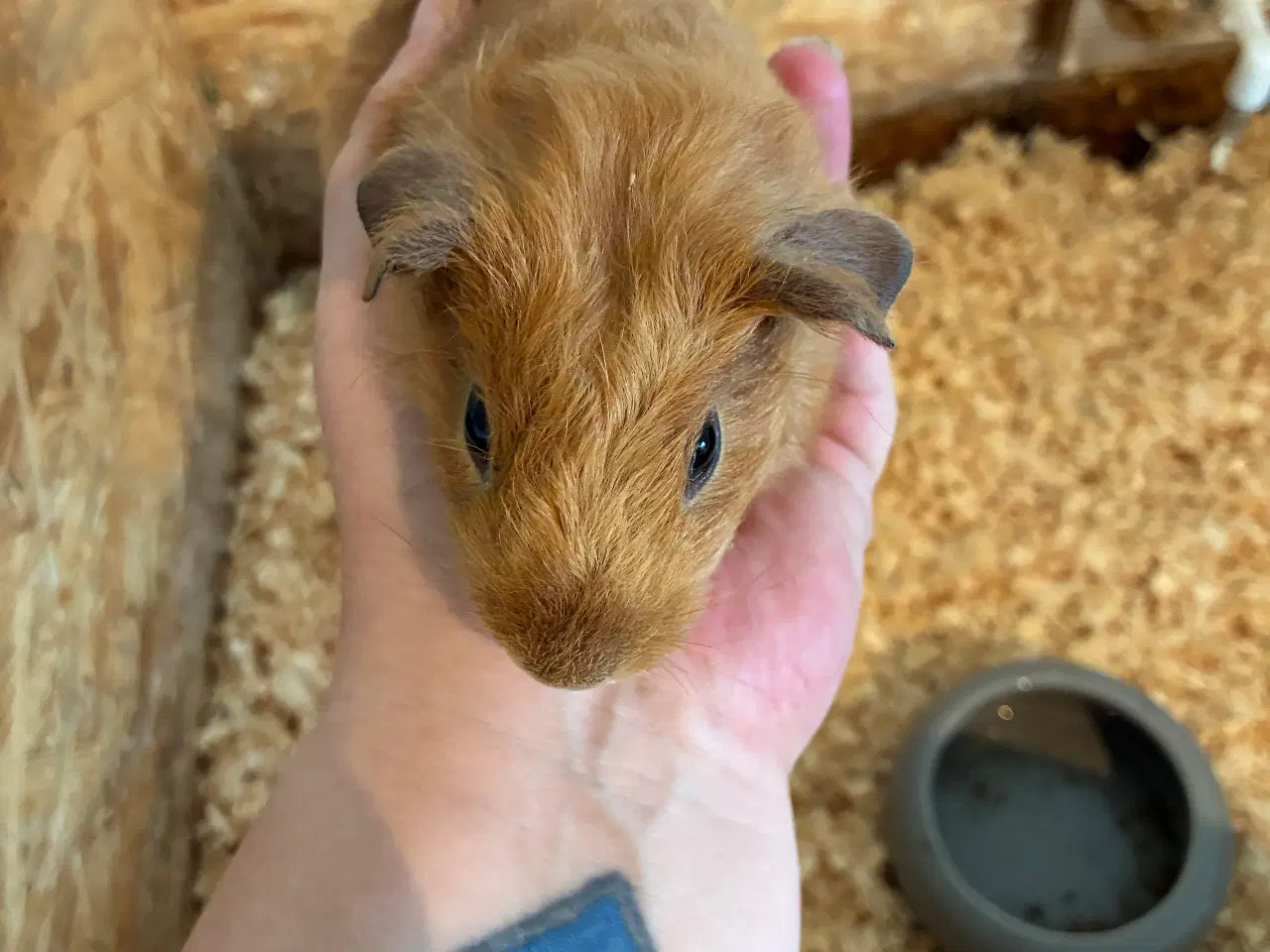 Billede 5 - Marsvin i forskellig aldre skinner er hunner