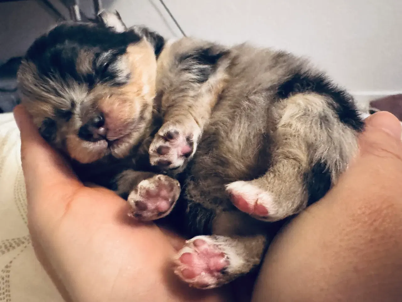 Billede 4 - Pomeranian Merle 