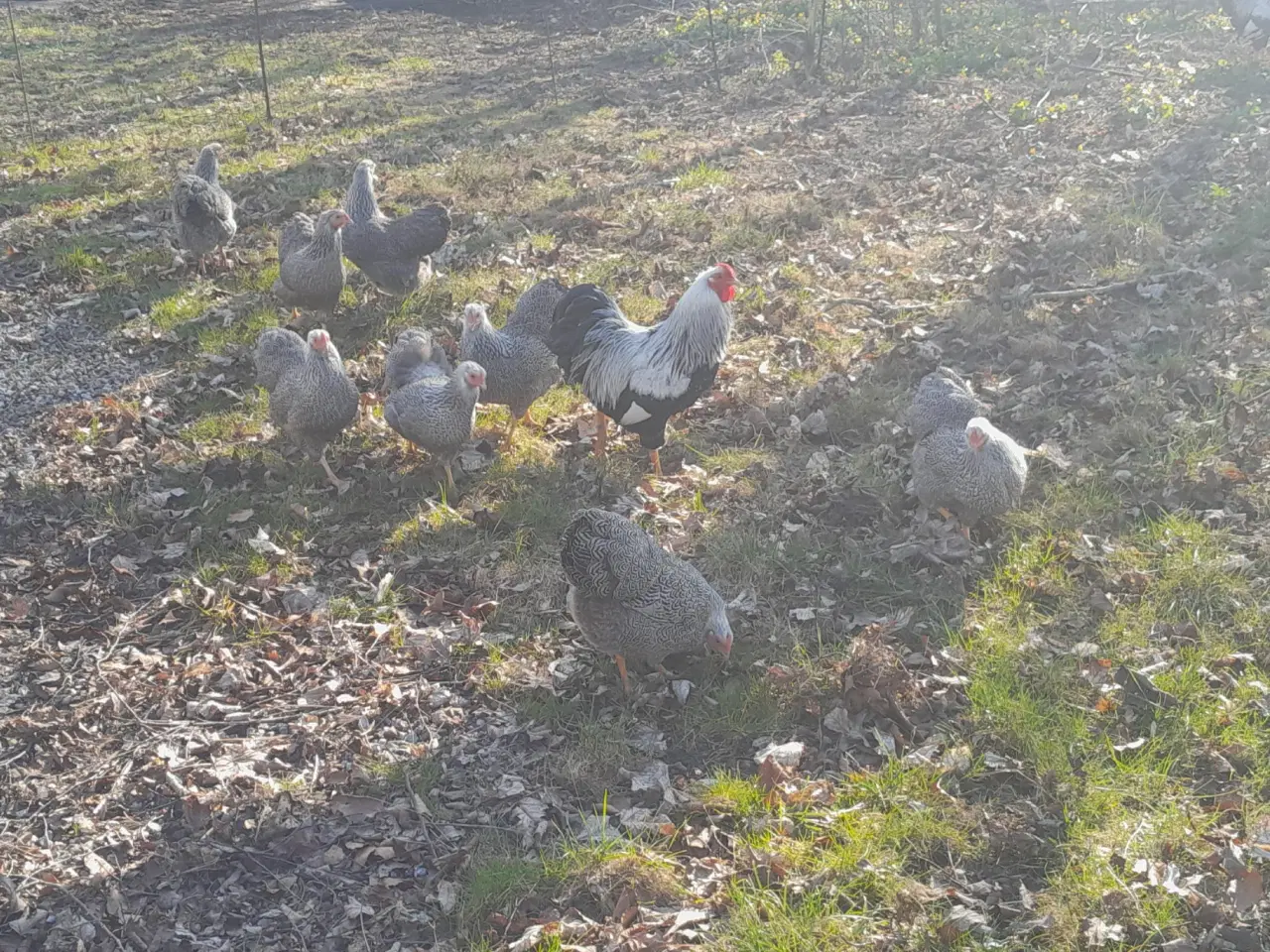 Billede 2 - rugeæg/kyllinger 