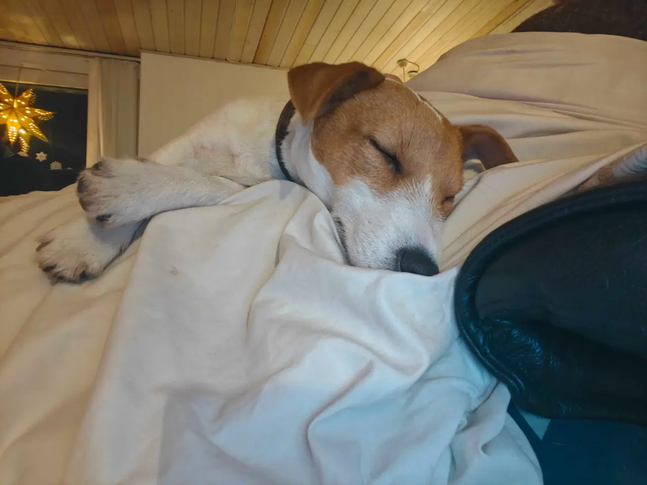 Billede 12 - Jack Russell Terrier Han