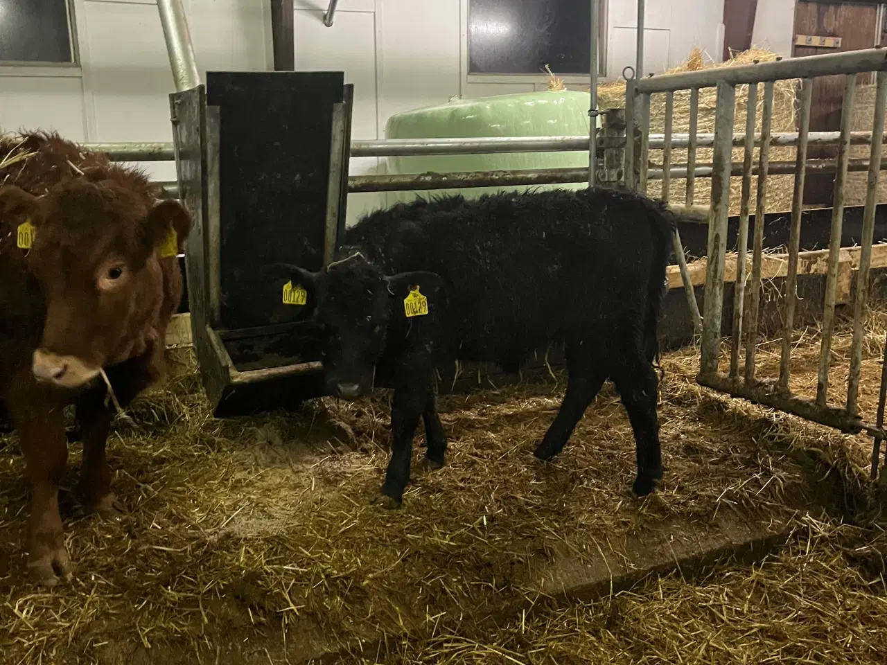 Billede 2 - Dexter kvier 