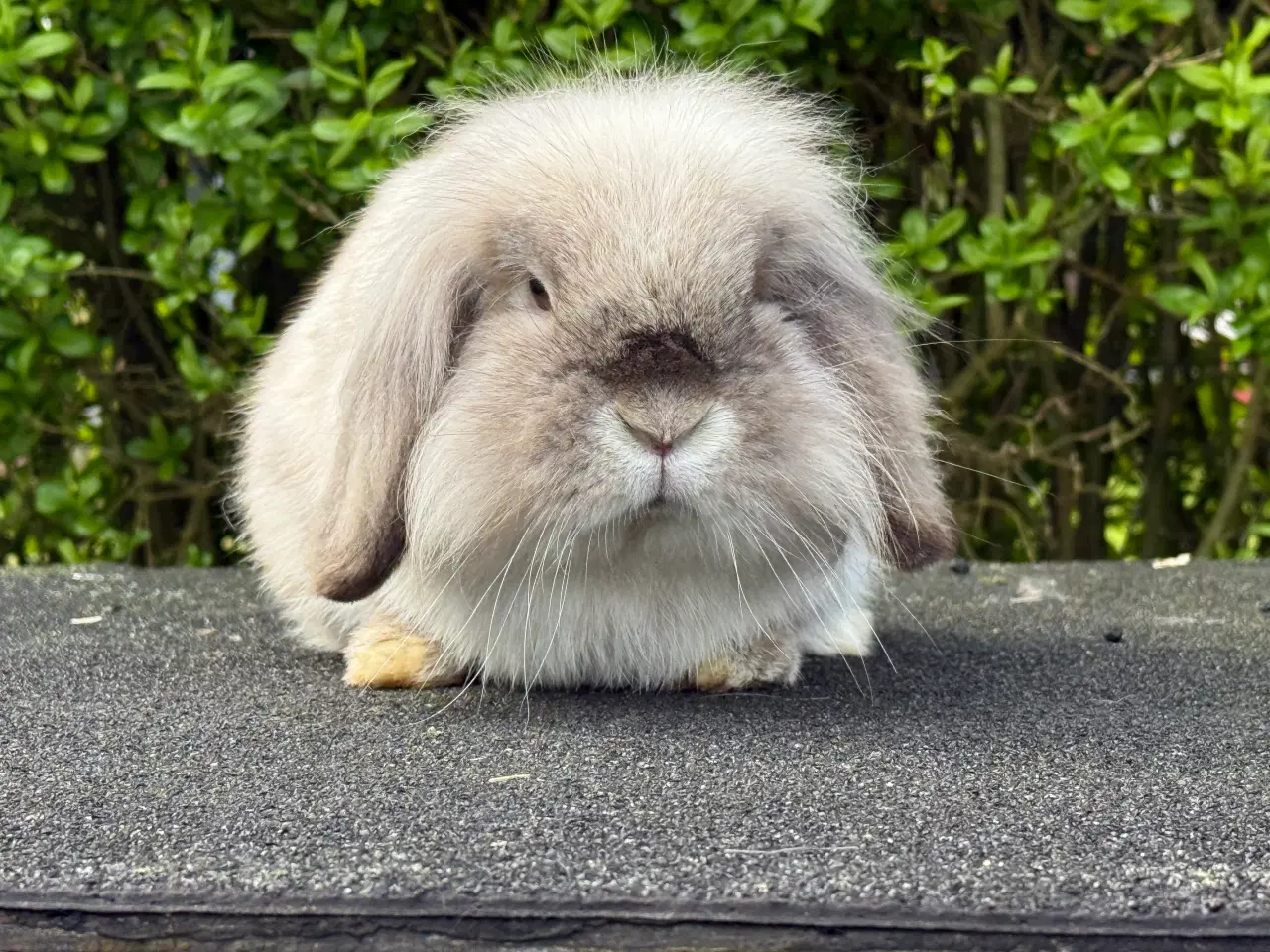 Billede 7 - Mini lion lop med enkelt manke