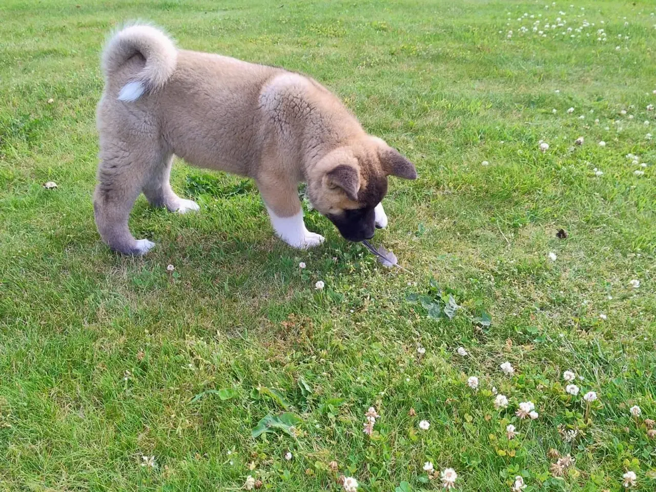 Billede 4 - Dreng hundehvalp Akita American 