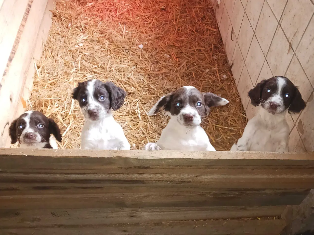 Billede 1 - Springer Spaniel hvalpe 