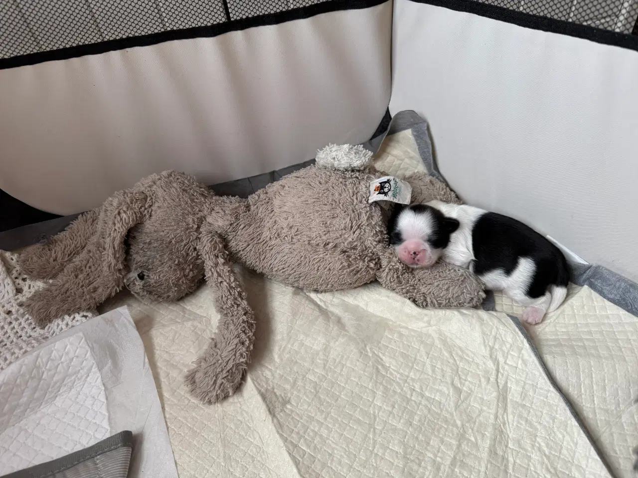 Billede 10 - Ægte Shih Tzu 30. september 2025