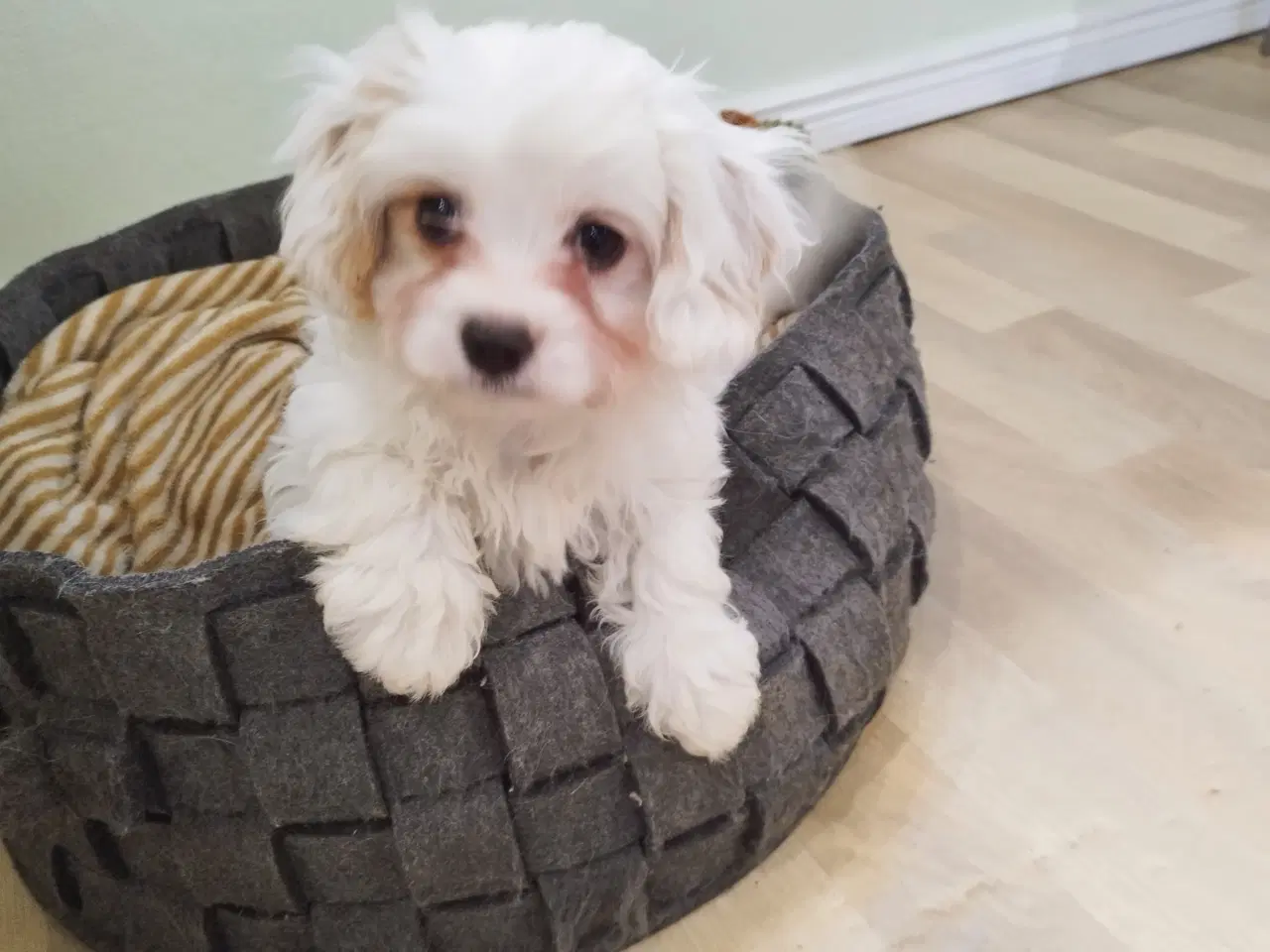 Billede 3 - Coton de tulear hvalpe