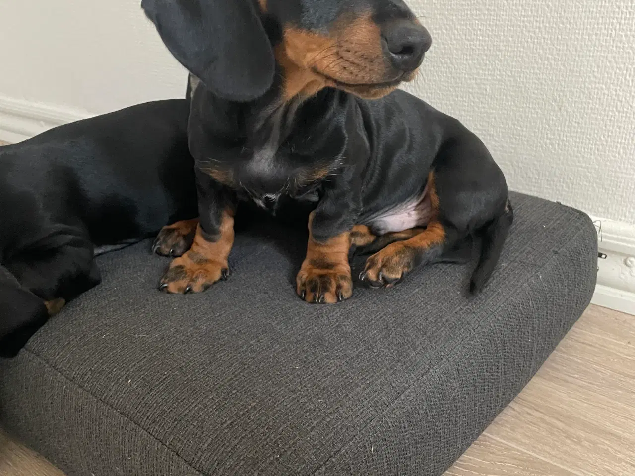 Billede 1 - Gravhund/ Dachshund Hvælpe