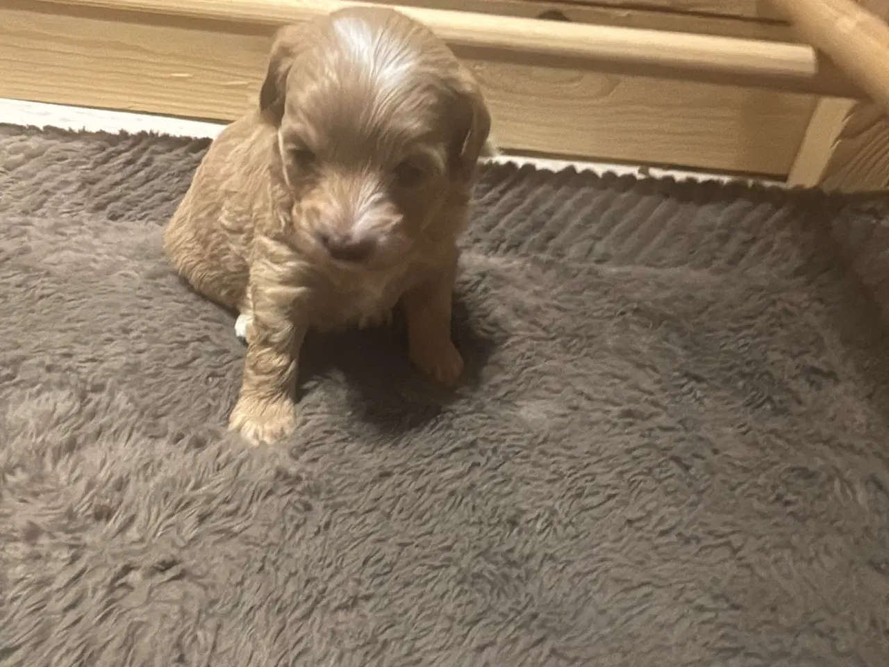 Billede 2 - Maltipoo hvalpe 