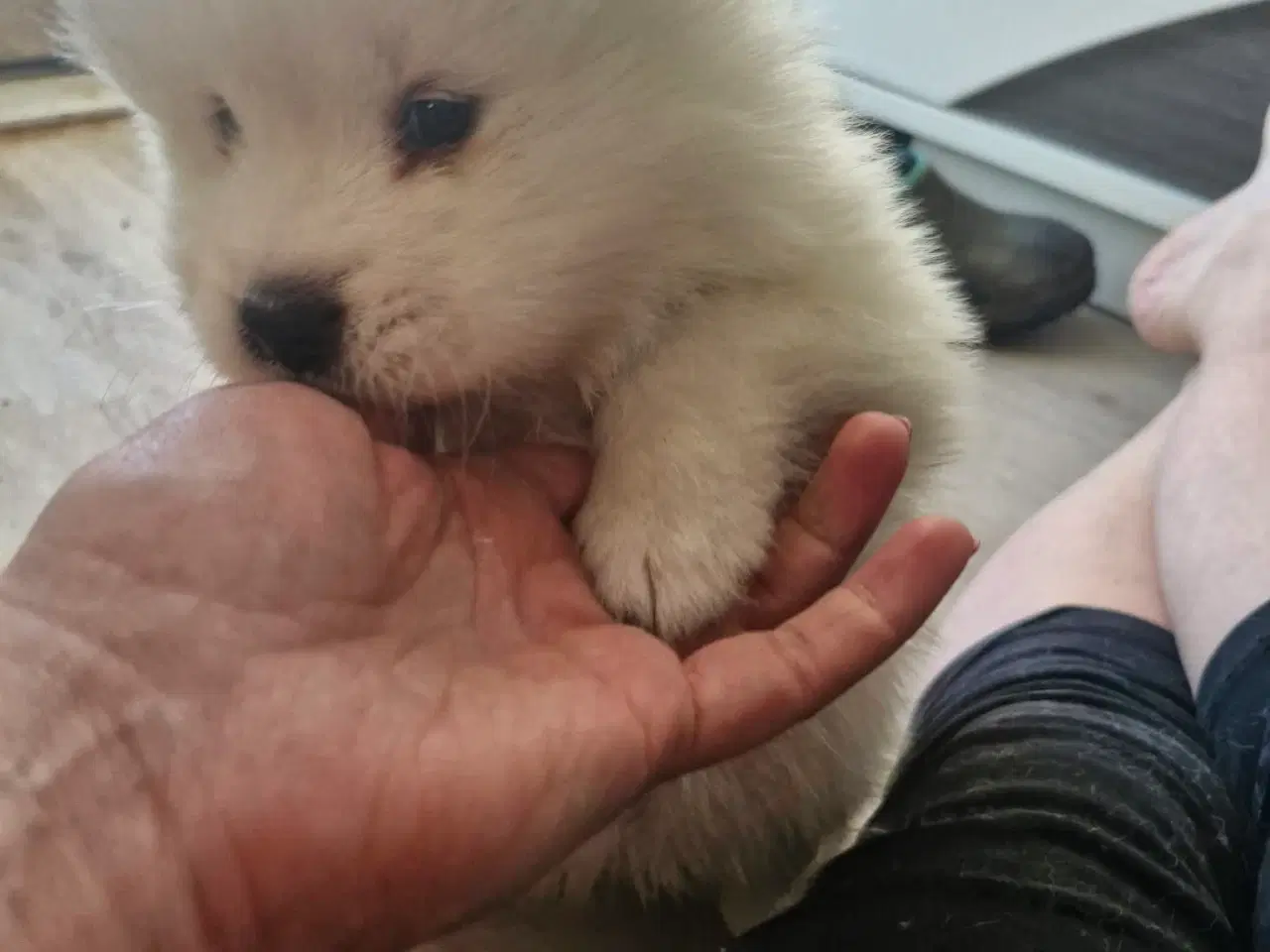 Billede 14 - Hvalpe søger nye hjem