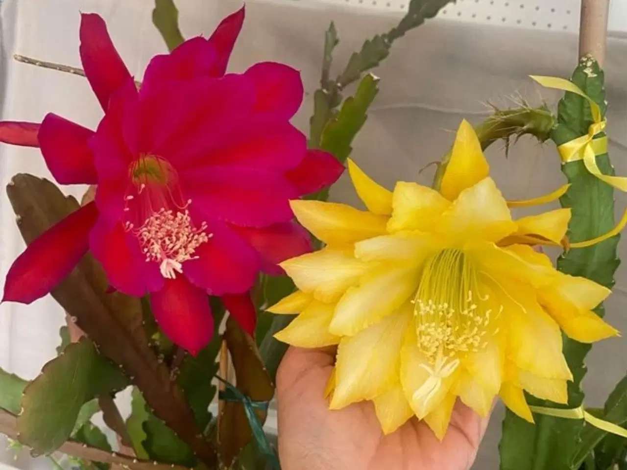 Billede 1 - Epiphyllum yallow tang zigzag stilkning m roder 