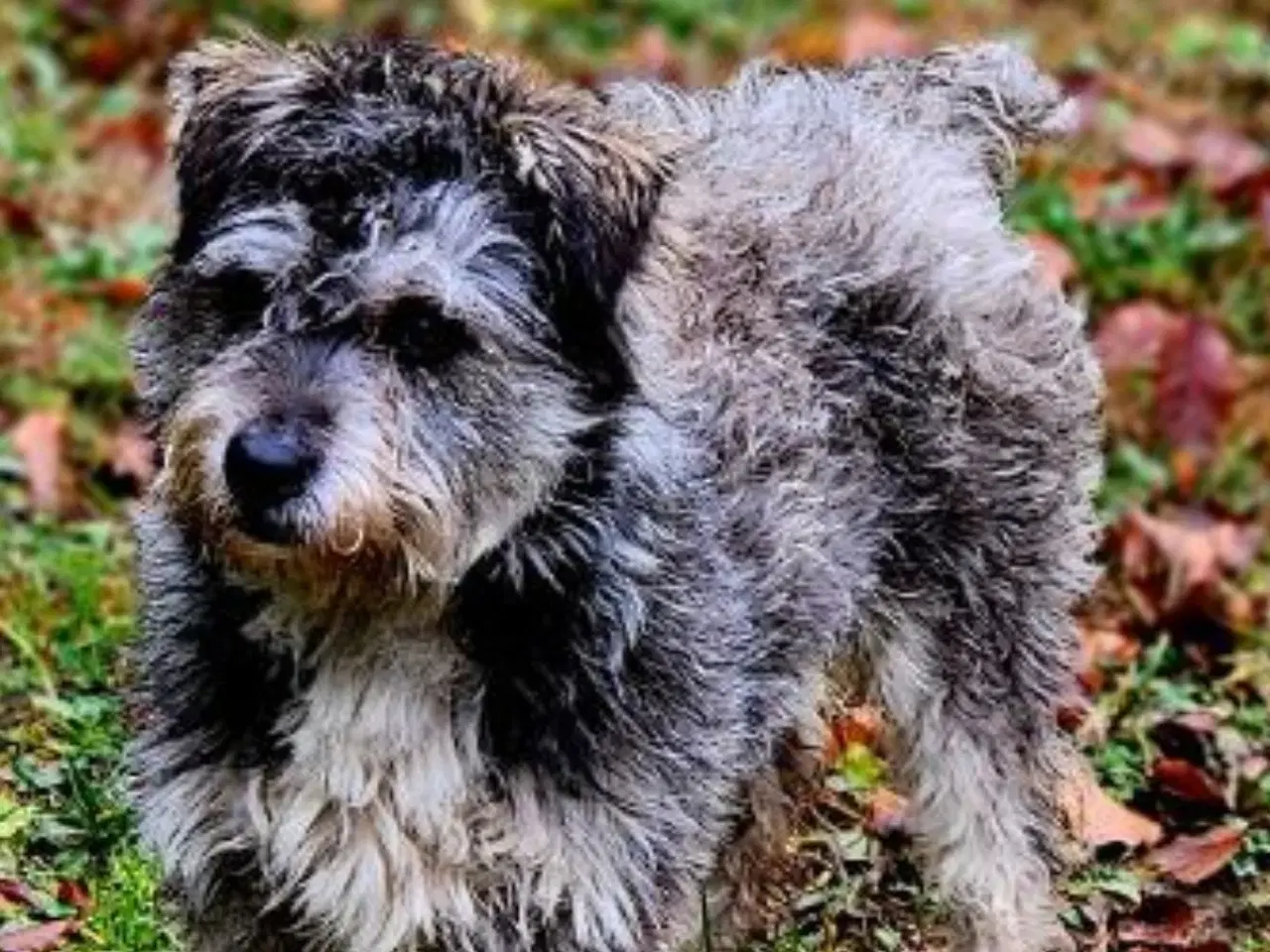 Billede 2 - Søde Sury