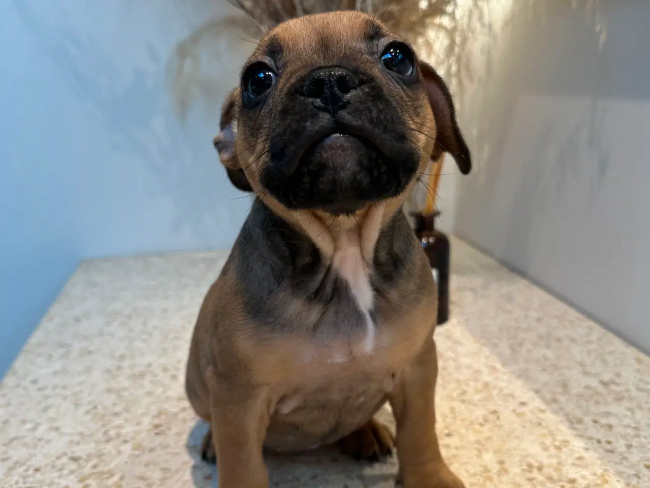 Billede 4 - De kærligste hvalpe søger nye familier