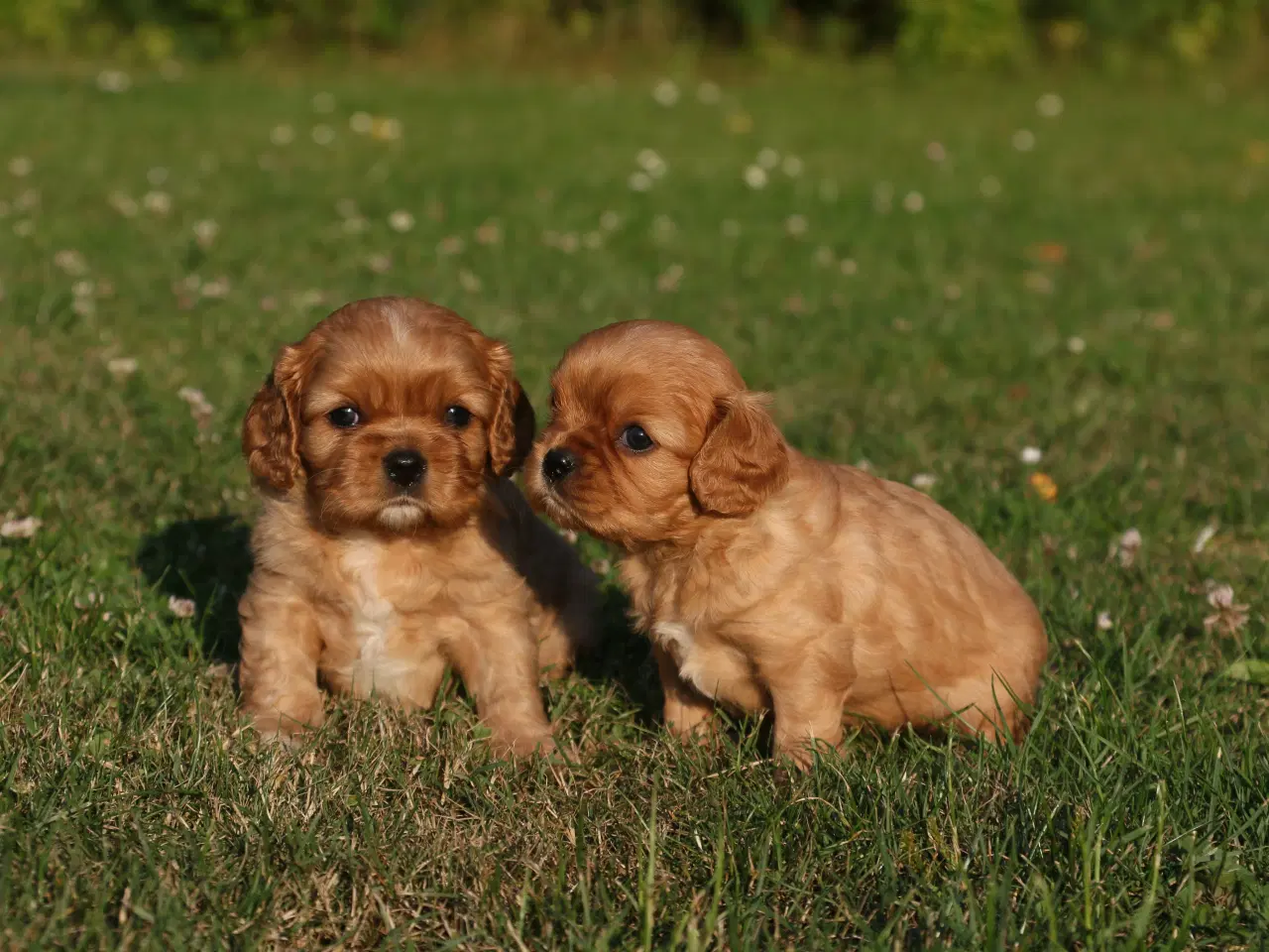 Billede 15 - cavalier king charles spaniel
