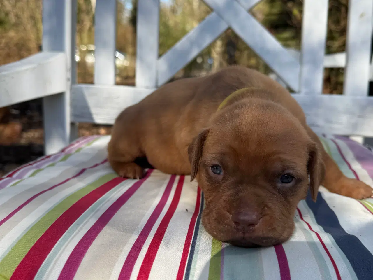 Billede 11 - Smukke fransk mastiff/Dogue de Bordeaux hvalpe 🐾