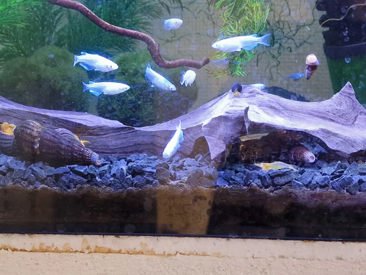 Billede 3 - Japansk Risfisk Medaka