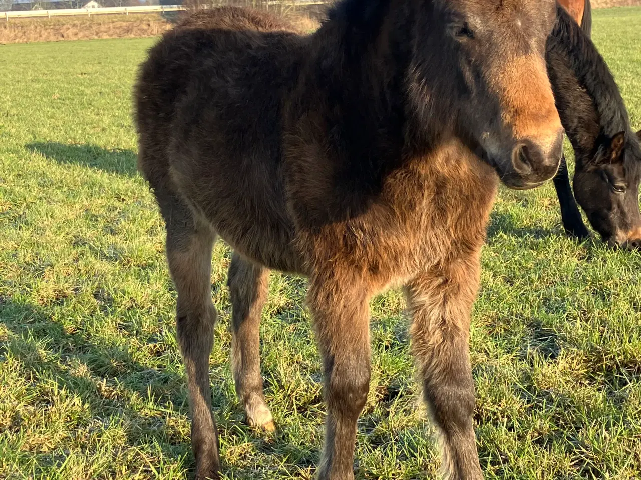 Billede 2 - Hoppeføl fra 2025
