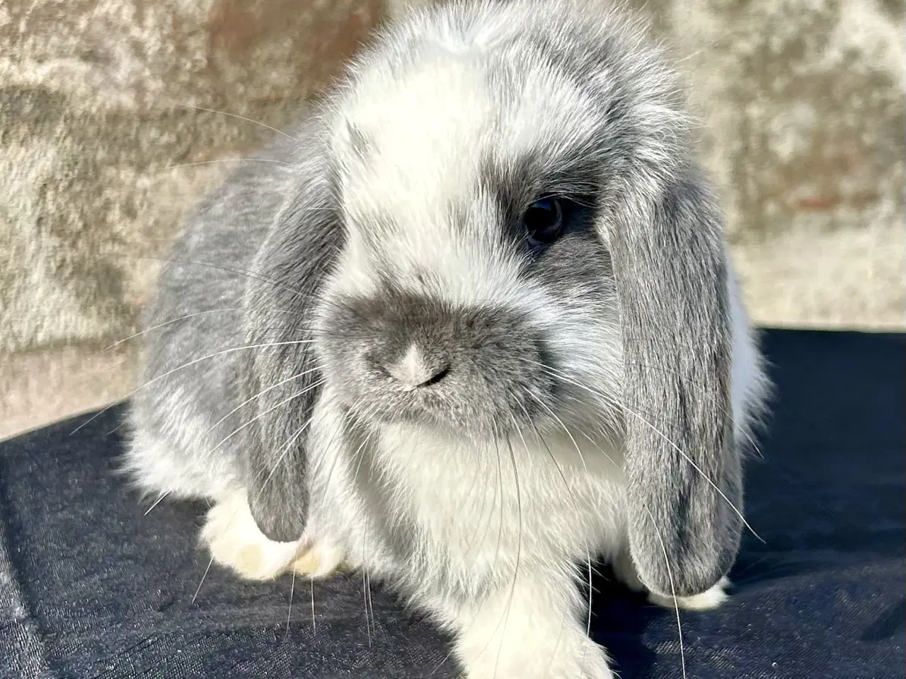 Billede 1 - Super søde kaninunger
