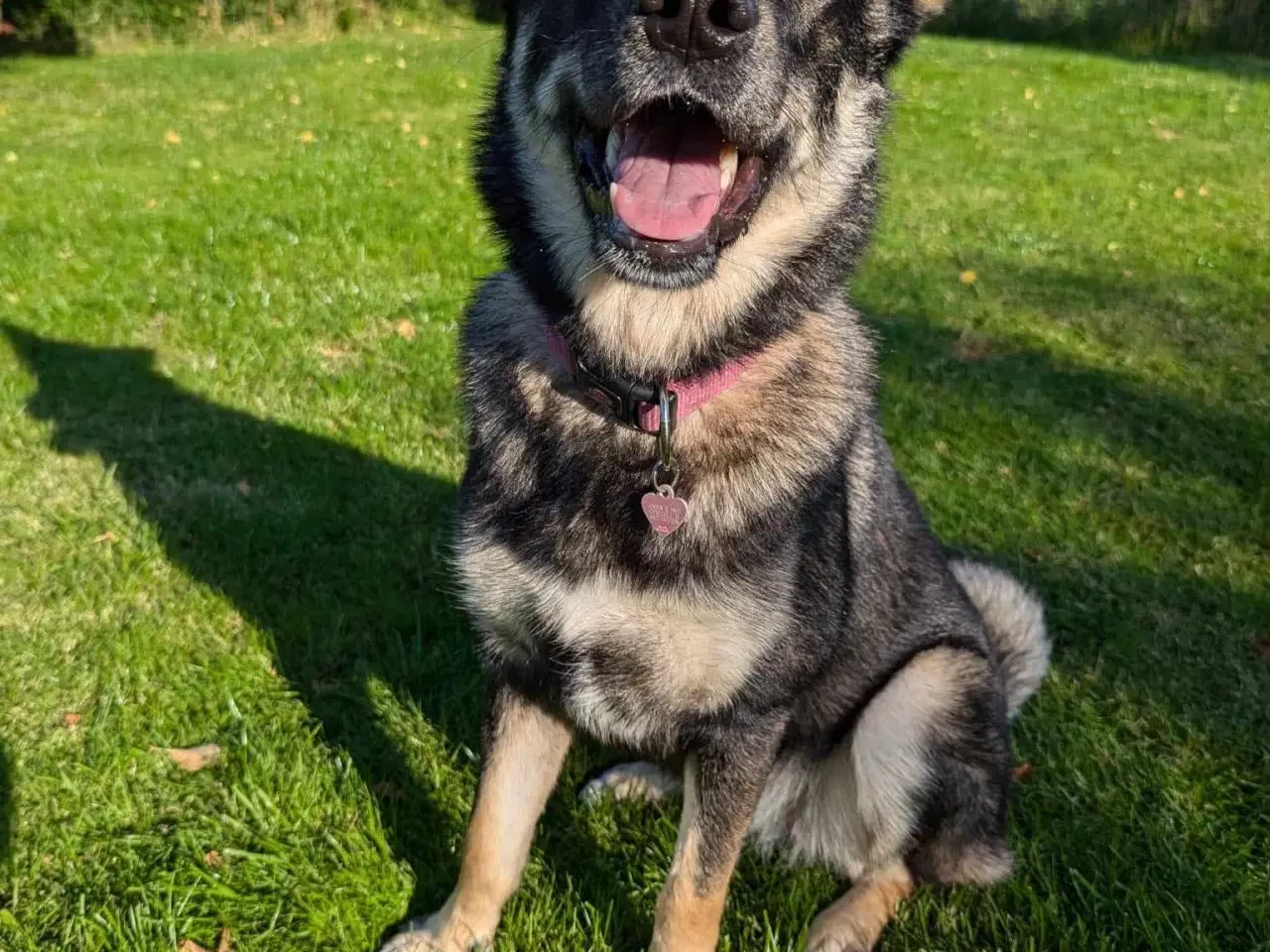 Billede 9 - Smukke, dejlige Tubs søger sit sidste hjem 🏡💞