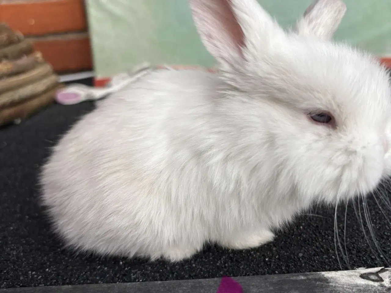 Billede 1 - Mini lop han kanin