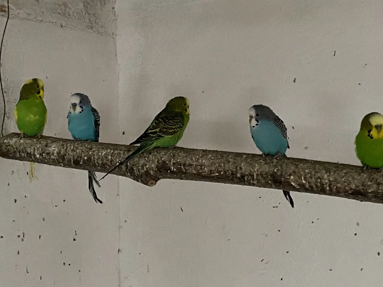 Billede 1 - Undulater fra 2025