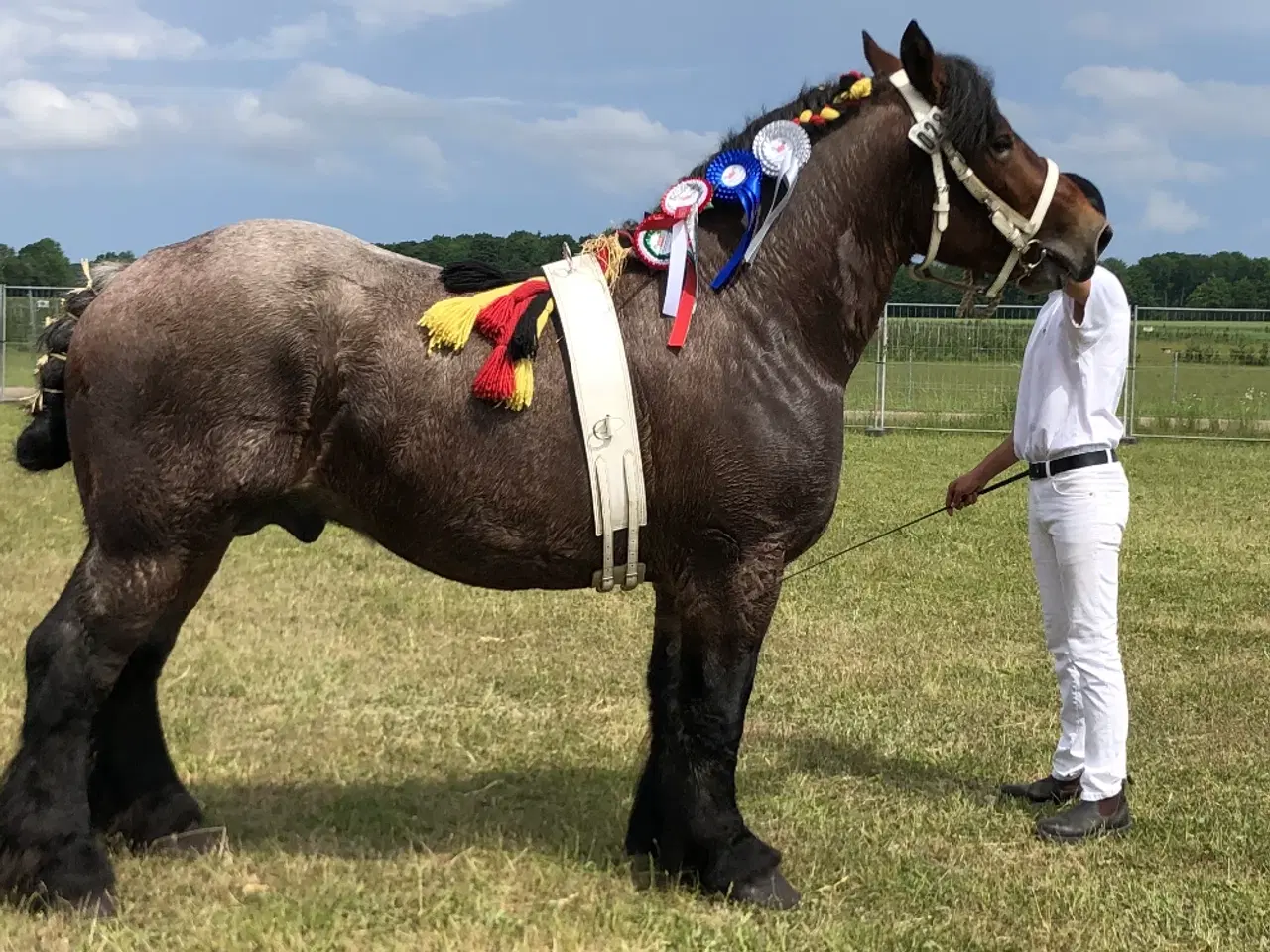 Billede 3 - Belgier Hingst