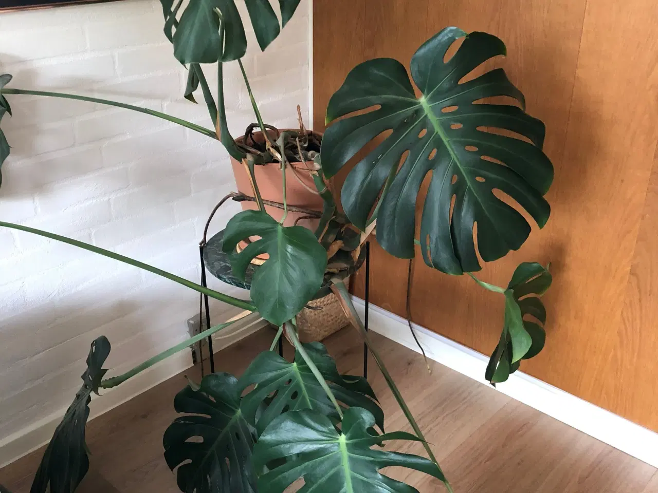 Billede 1 - Monstera