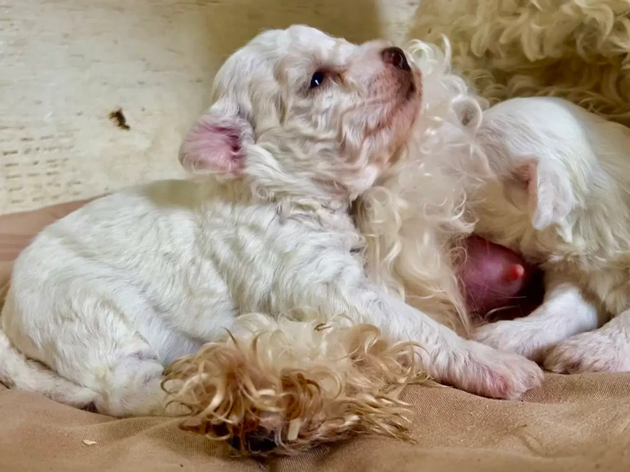 Billede 11 - Allergivenlige hundehvalpe Malteser / Bolognese
