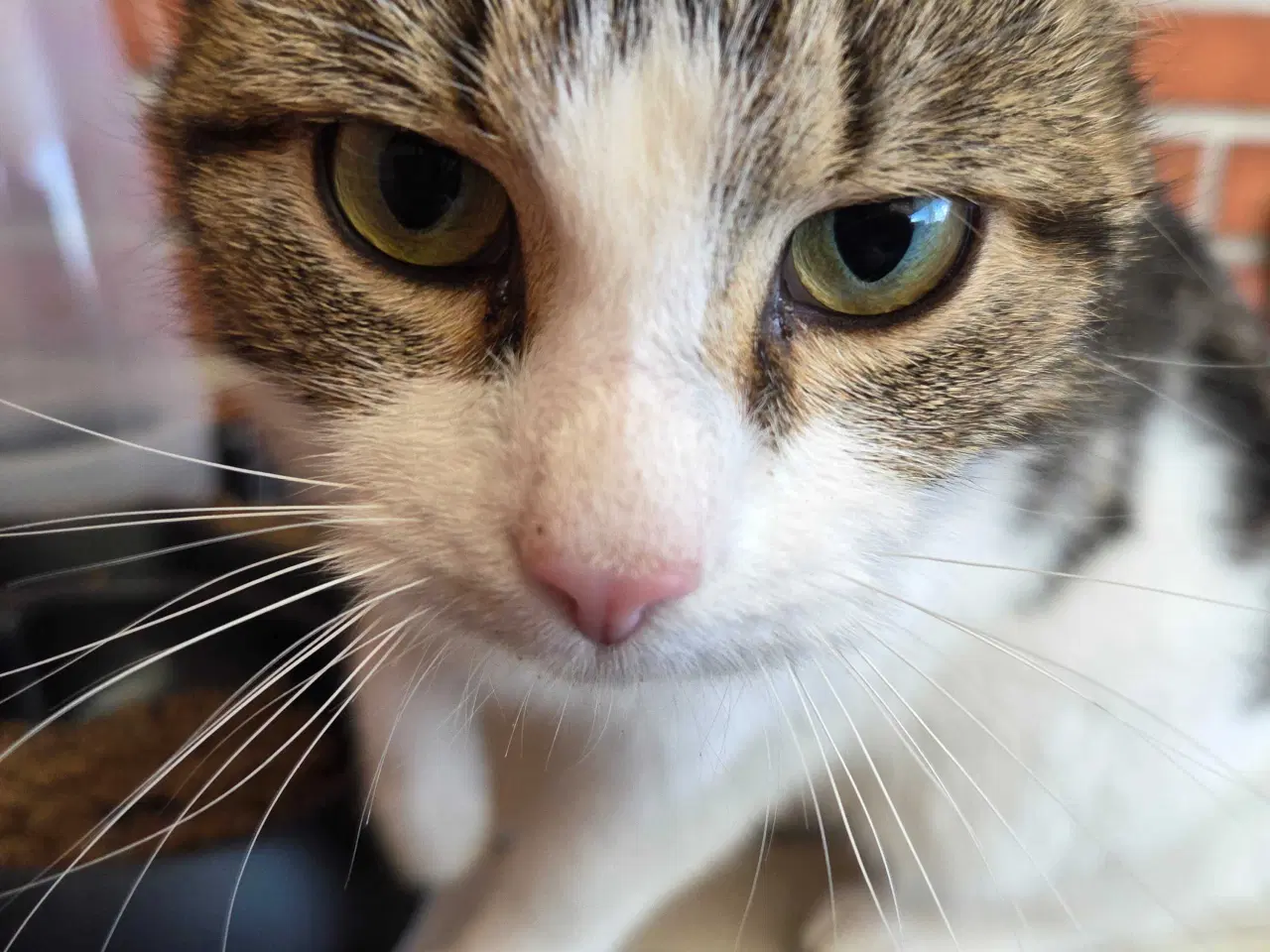 Billede 1 - Sød ude kat søger nyt hjem