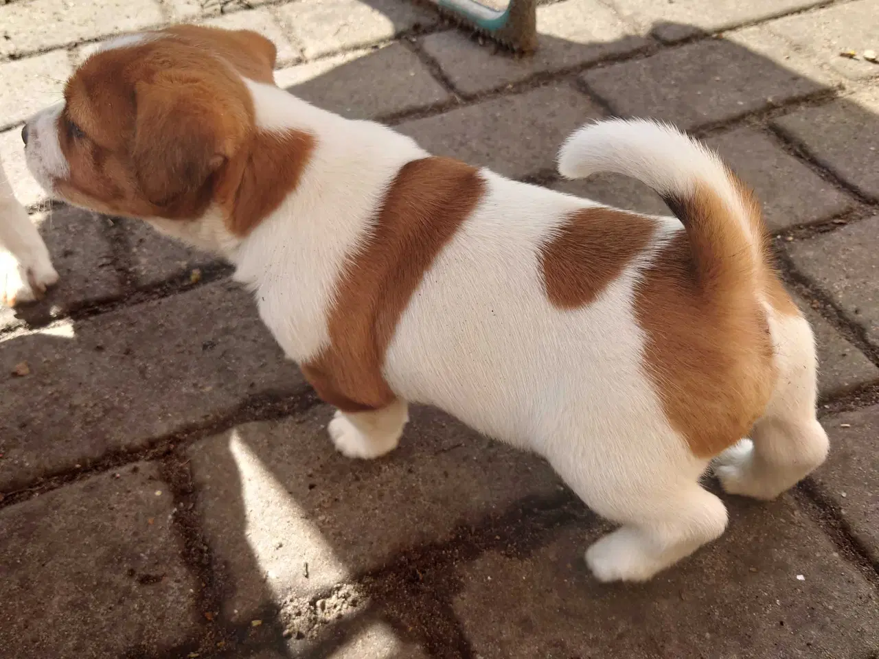 Billede 4 - Jack Russell hvalpe (lav benet type)