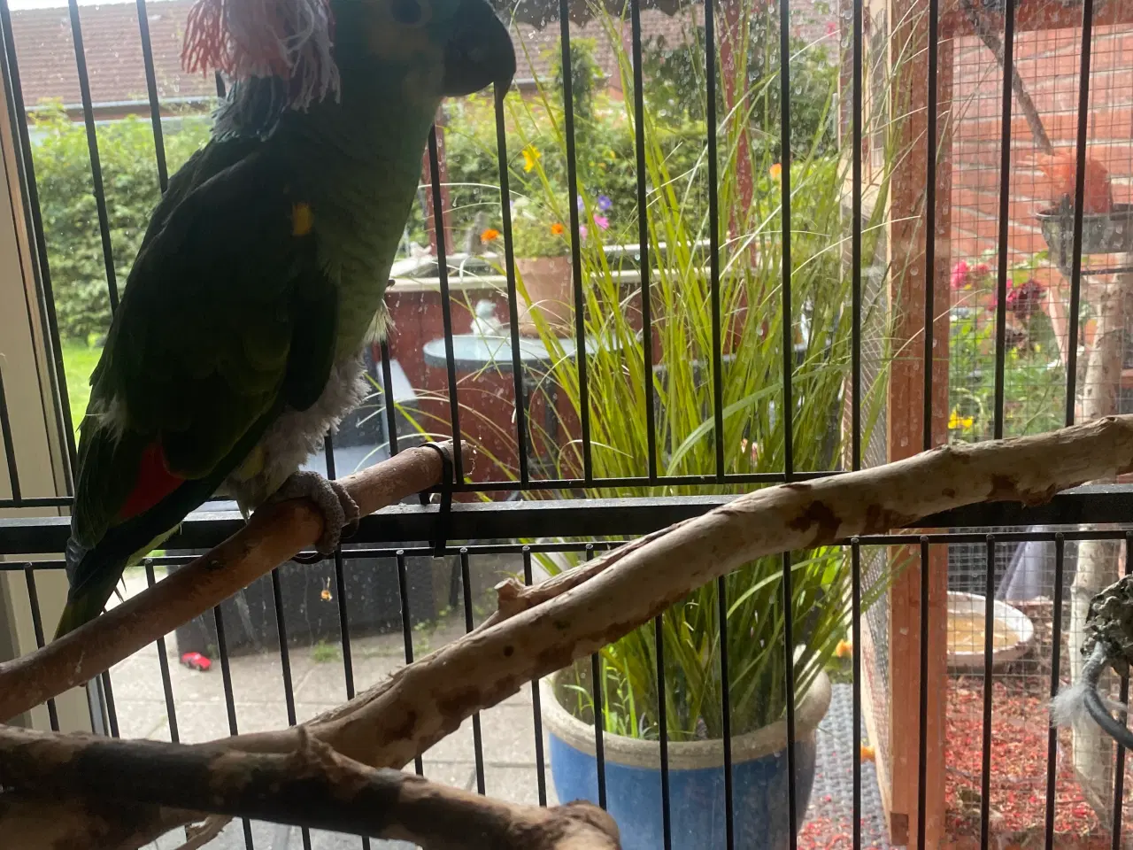Billede 2 - Amazon papegøje