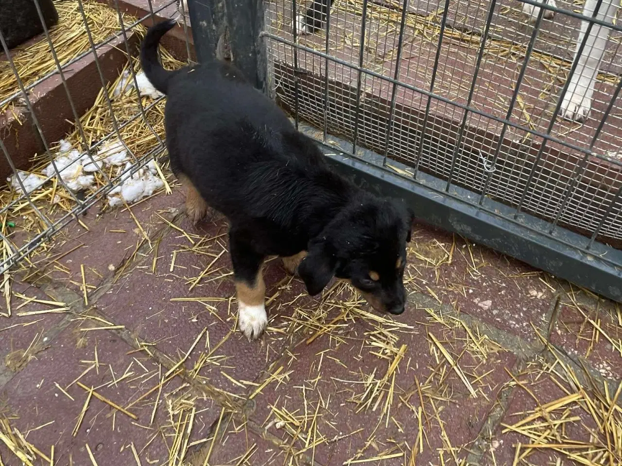 Billede 10 - Sødeste Crossaint søger familie 